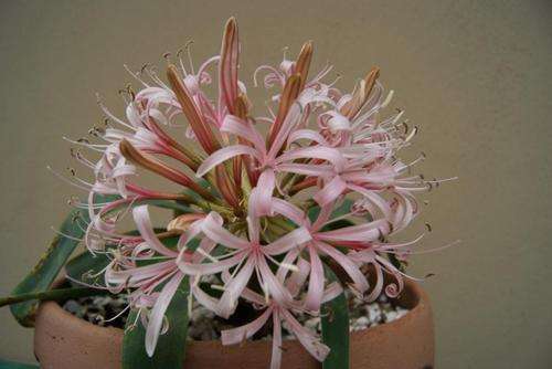 Amocharis Coranica 4 years old