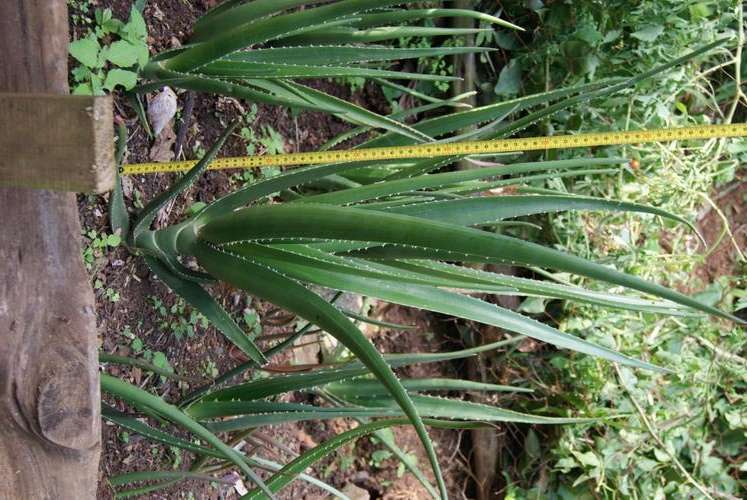 aloe barbarae,  60cm tree aloe, succulent, rooted cutting