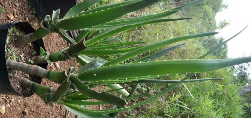 aloe barbarae, 90cm tree aloe, succulent, rooted stem cutting