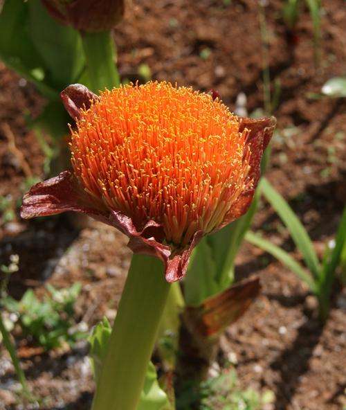Scadoxus Puniceus (Red paintbrush) 2 year old bulbs