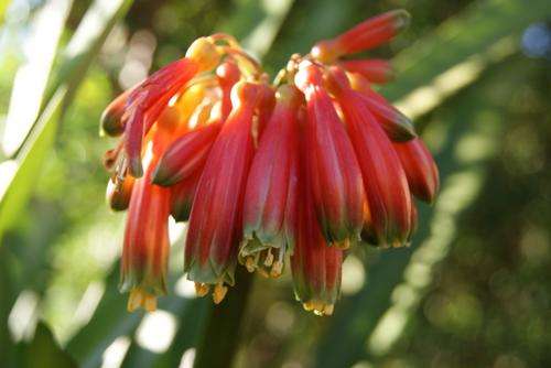 Clivia Caulescens fresh seeds (10 seeds)