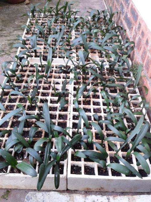 Clivia miniata 1-2 year old seedlings