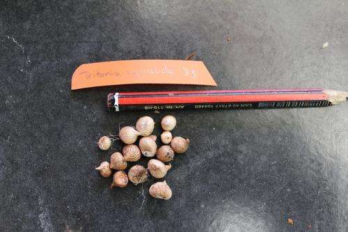 Tritonia squalida, 1yr old corms