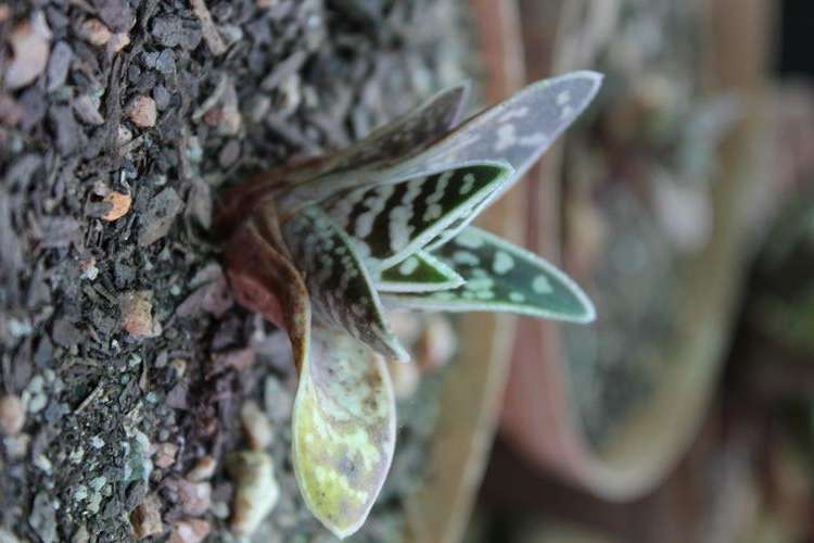 Aloe variegata, 2 yr old plants