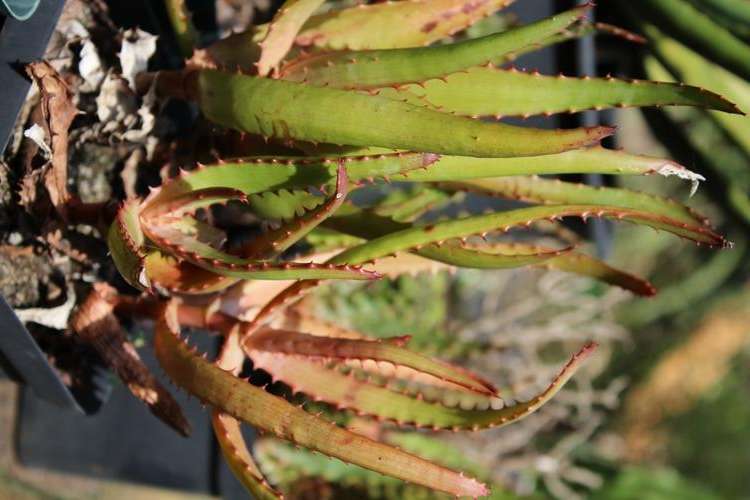 Aloe rupestris, 3 yr old plants