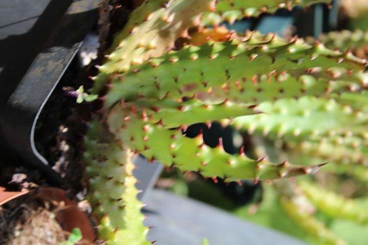 Aloe exelsa, 3 yr old plants