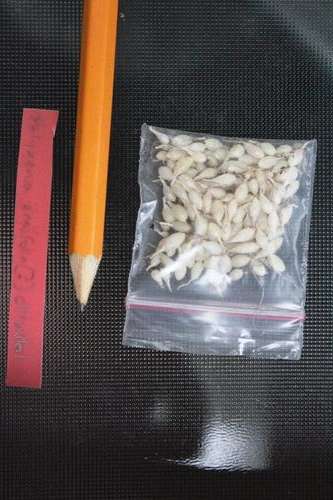 Polyxenia ensifolia/ Massonia pygmya.  1 year old bulbs (10 bulbs)