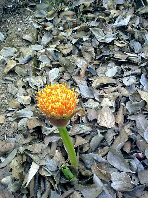 Scadoxus Puniceus (Red paintbrush) flowering bulbs