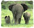 Break-away in Big 5 Game Reserve by SATSA