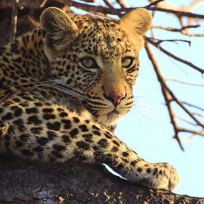 Holiday @ Motswari Private Game Reserve by SATSA