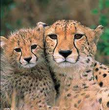 Luxury weekend Stay & Adventure in Hartbeespoort area by SATSA