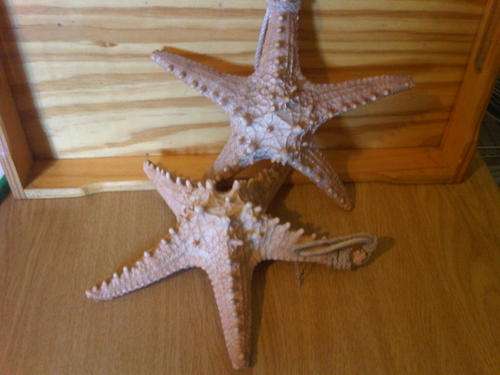 Two Sea Stars for your bathroom