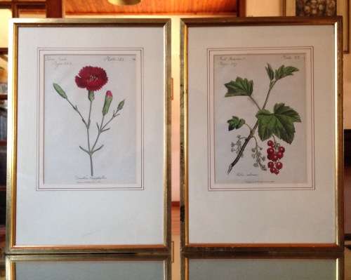 Pair Of Framed 18th C. Hand-Colored Botanical Etching, Dr. Woodville.