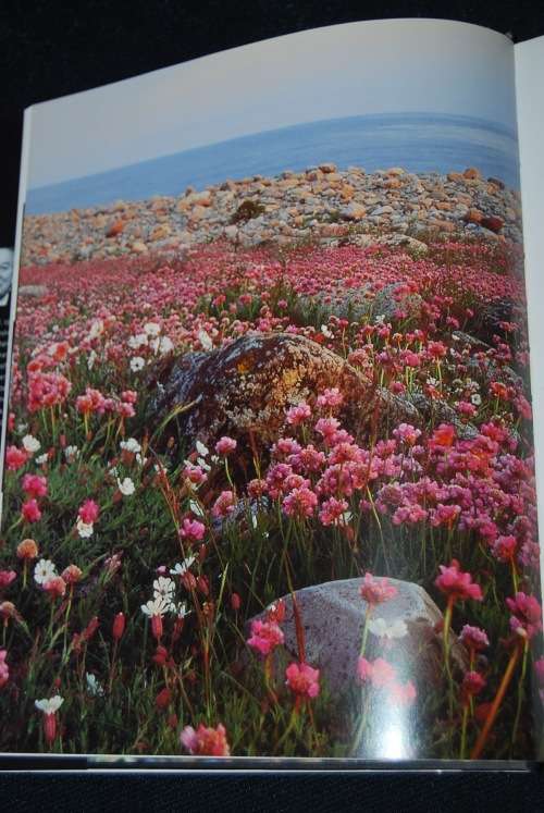 MAGISKE MOLEN NORWEGIAN BOOK