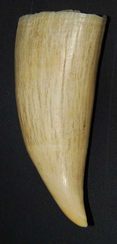 VINTAGE WHALE TOOTH