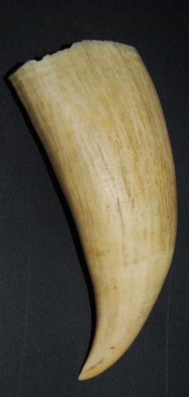 VINTAGE WHALE TOOTH