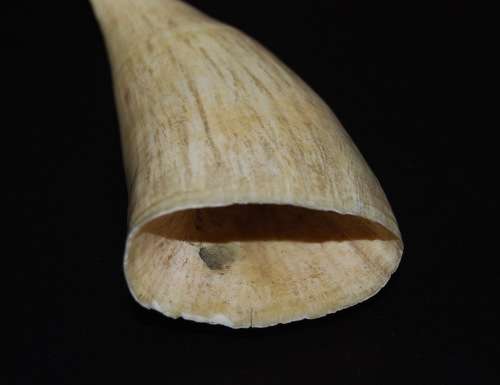 VINTAGE WHALE TOOTH