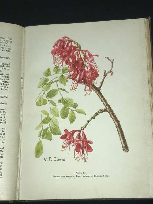 TREES AND SHRUBS OF THE KRUGER NATIONAL PARK BY L.E.W. CODD