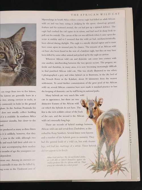 CATS OF AFRICA BY PAUL BOSMAN AND ANTHONY HALL-MARTIN