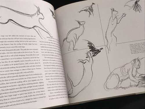 CATS OF AFRICA BY PAUL BOSMAN AND ANTHONY HALL-MARTIN