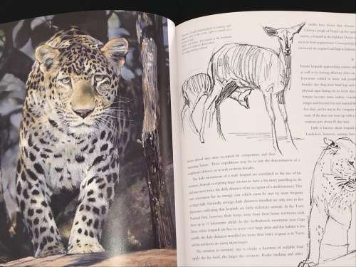 CATS OF AFRICA BY PAUL BOSMAN AND ANTHONY HALL-MARTIN