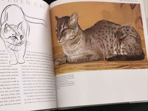 CATS OF AFRICA BY PAUL BOSMAN AND ANTHONY HALL-MARTIN