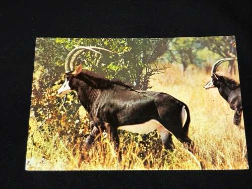 VINTAGE POSTCARD OF SABLE ANTELOPE RHODES MATOPOS NATIONAL PARK SOUTH AFRICA