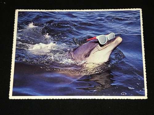 VINTAGE POSTCARD OF A DOLPHIN IN PORT ELIZABETH