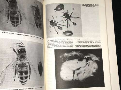 BEEKEEPING IN SOUTH AFRICA BY R.H. ANDERSON , B BUYS AND M.F. JOHANNSMEIER