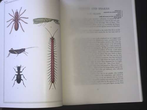 FRANCOIS LE VAILLANT TRAVELLER IN SOUTH AFRICA AND HIS COLLECTION OF 165 PAINTINGS 1781-1784
