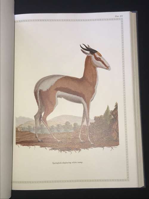 FRANCOIS LE VAILLANT TRAVELLER IN SOUTH AFRICA AND HIS COLLECTION OF 165 PAINTINGS 1781-1784