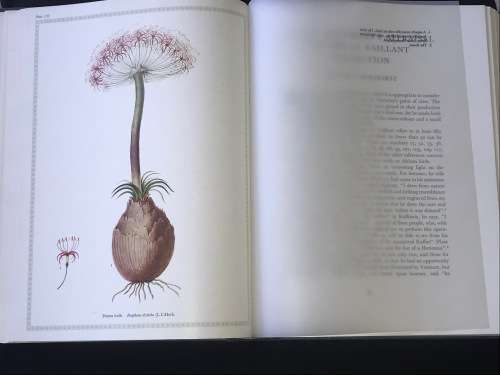 FRANCOIS LE VAILLANT TRAVELLER IN SOUTH AFRICA AND HIS COLLECTION OF 165 PAINTINGS 1781-1784
