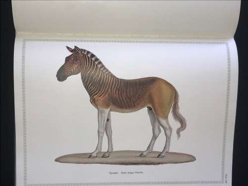 FRANCOIS LE VAILLANT TRAVELLER IN SOUTH AFRICA AND HIS COLLECTION OF 165 PAINTINGS 1781-1784