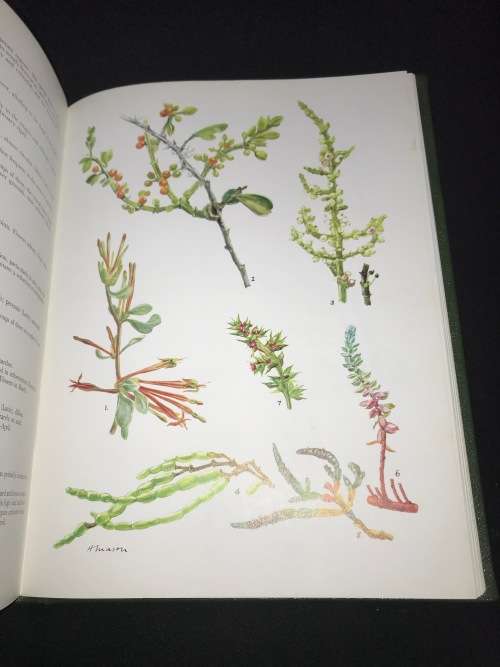 WESTERN CAPE SANDVELD FLOWERS BY HILDA MASON 1972 NUMBERED AND SIGNED