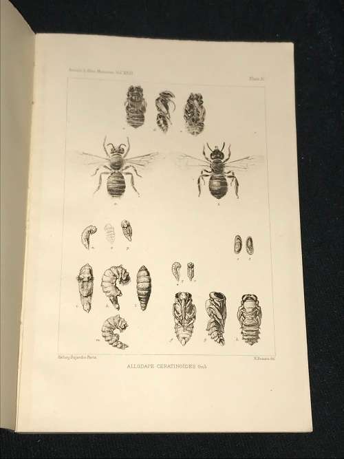 ANNALS OF THE SA MUSEUM VOLUME XXIII OCT 1926