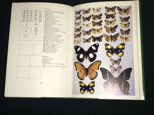 BUTTERFLIES OF THE TABLE MOUNTAIN RANGE BY AJM CLASSENS AND CGC DICKSON