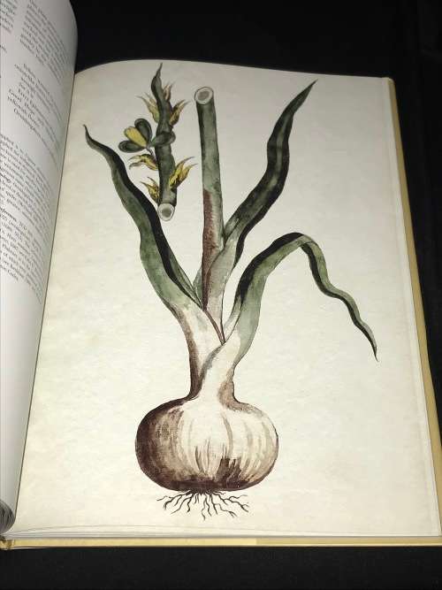 CODEX WITSENII ANNOTATED WATERCOLOURS OF LANDSCAPES, FLORA AND FAUNA....