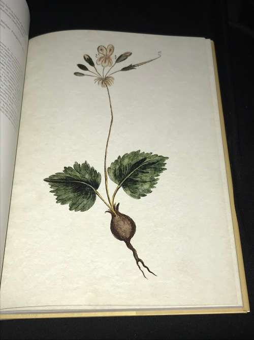 CODEX WITSENII ANNOTATED WATERCOLOURS OF LANDSCAPES, FLORA AND FAUNA....