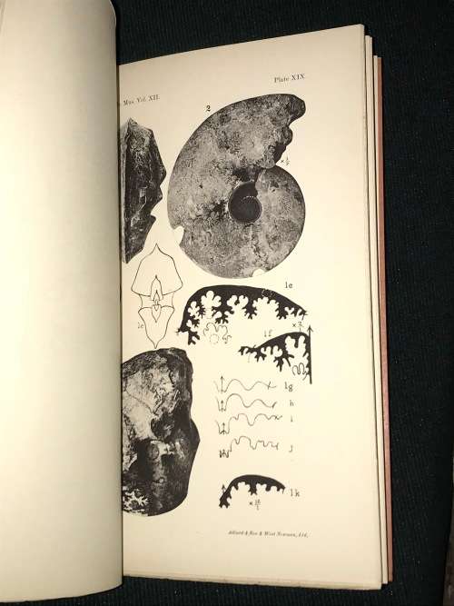 ANNALS OF THE SOUTH AFRICAN MUSEUM APRIL 30TH, 1921