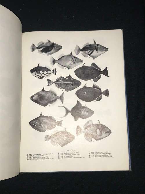 FISHES OF SEYCHELLES BY PROF J.L.B. SMITH and MARGARET M. SMITH