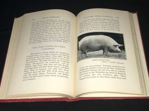 HAVE DOMINION A PRACTICAL HANDBOOK ON ECONOMIC FARM LIVE STOCK WITH SPECIAL REFERENCE TO S AFRICA