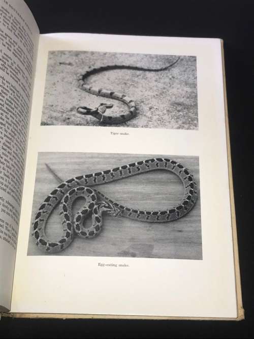 SNAKES AND SNAKE CATCHING IN SOUTHERN AFRICA BY R.M. ISEMONGER