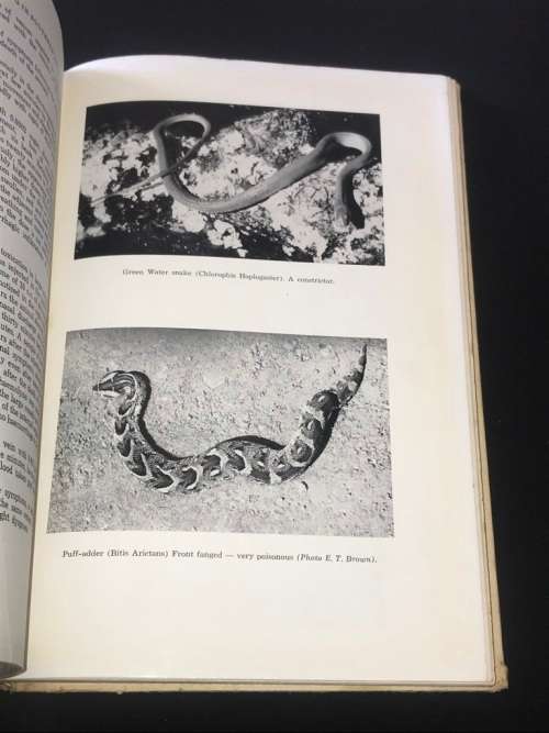 SNAKES AND SNAKE CATCHING IN SOUTHERN AFRICA BY R.M. ISEMONGER