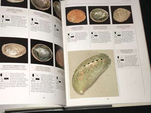 THE ILLUSTRATED ENCYCLOPEDIA OF SHELLS BY KENNETH R. WYE