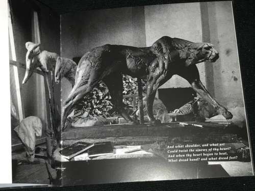 DYLAN LEWIS THE CAT EXHIBITION BROCHURE