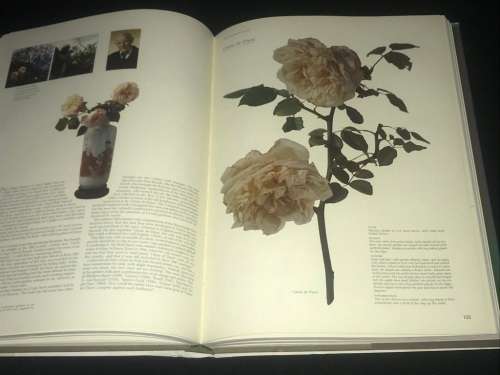 ROSES AT THE CAPE OF GOOD HOPE BY GWEN FAGEN INSCRIBED BY AUTHOR