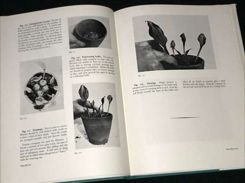 PICTORIAL ORCHID GROWING BY J.W. BLOWERS