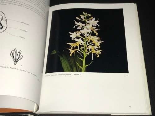 AN INTRODUCTION TO THE SOUTH AFRICAN ORCHIDS BY SCHELPE