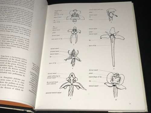 AN INTRODUCTION TO THE SOUTH AFRICAN ORCHIDS BY SCHELPE