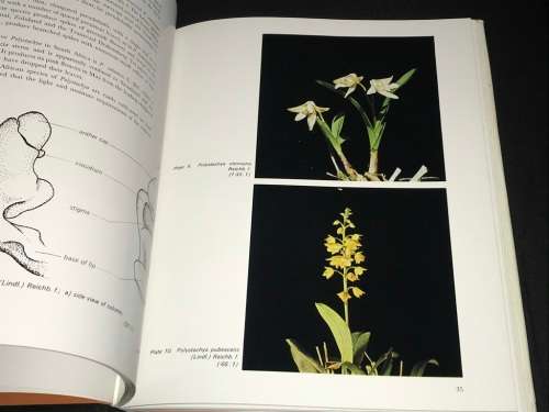 AN INTRODUCTION TO THE SOUTH AFRICAN ORCHIDS BY SCHELPE